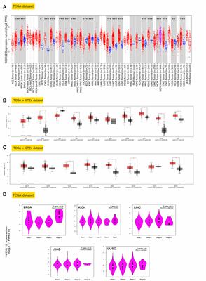 Integrative analysis of WDR12 as a potential prognostic and immunological biomarker in multiple human tumors